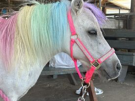 Fancy Pony Parties - Pony Rides - Stockton, CA - Hero Gallery 2