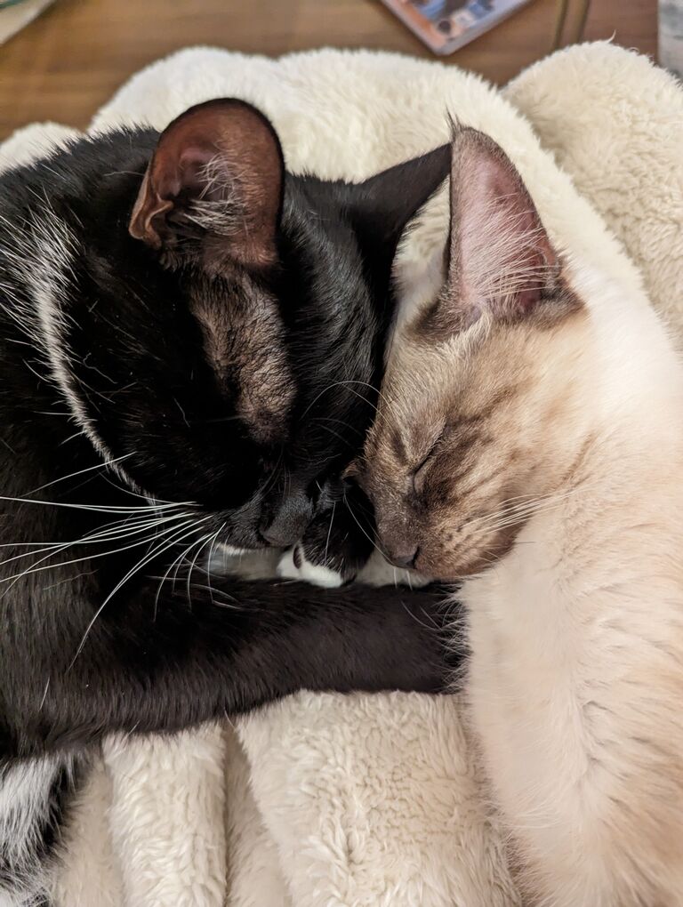 We grew our pet family and adopted a second cat. Socks and Cappuccino (Cappy for short) have become the best of friends!