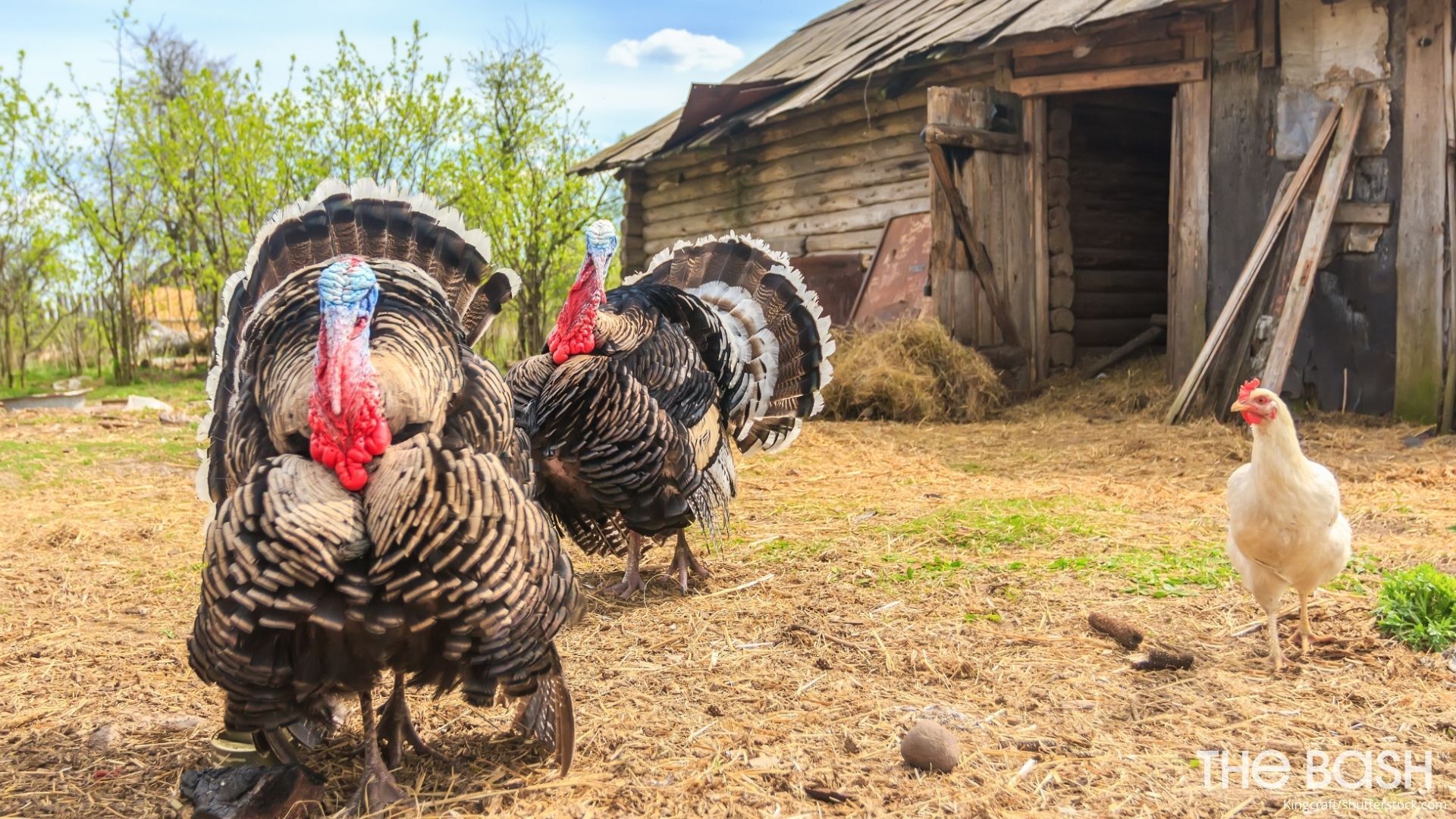 free thanksgiving turkey backgrounds