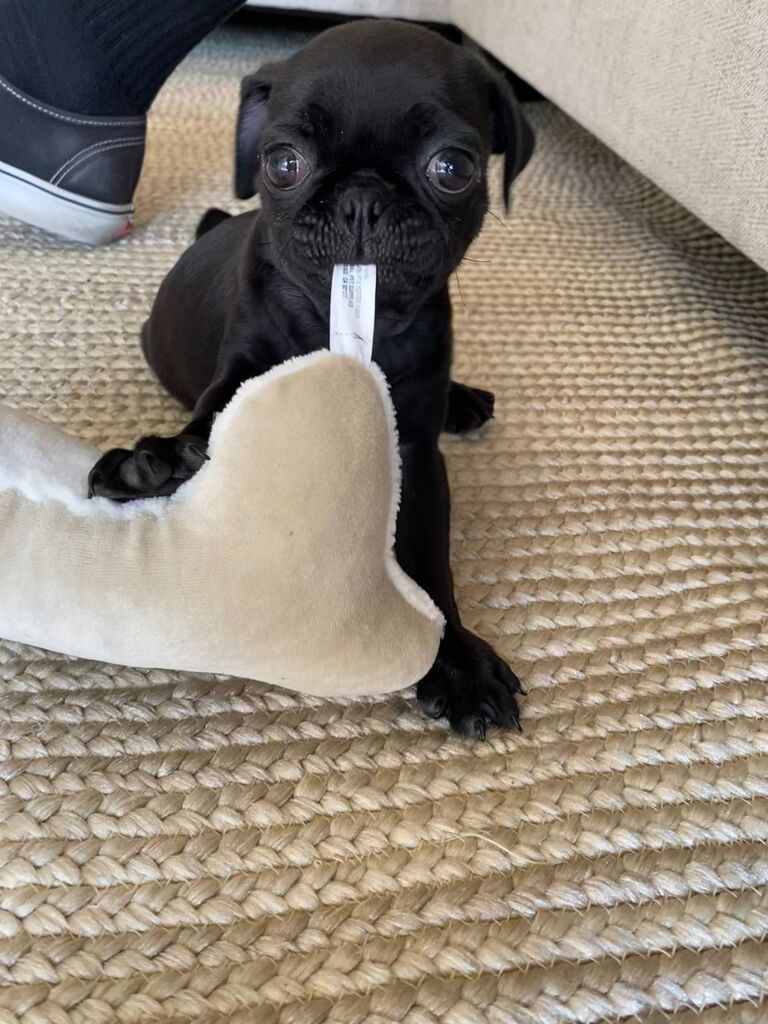The day we brought home a new family member of the Pratt household! Zara, the black pug was only 2 months old when we brought her home! We fell in love with her instantly! She's definitely a daddy's girl!