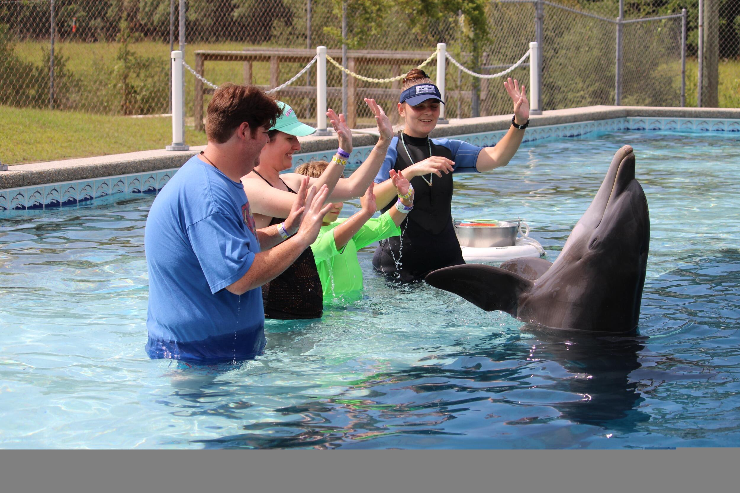 Dolphin Swim