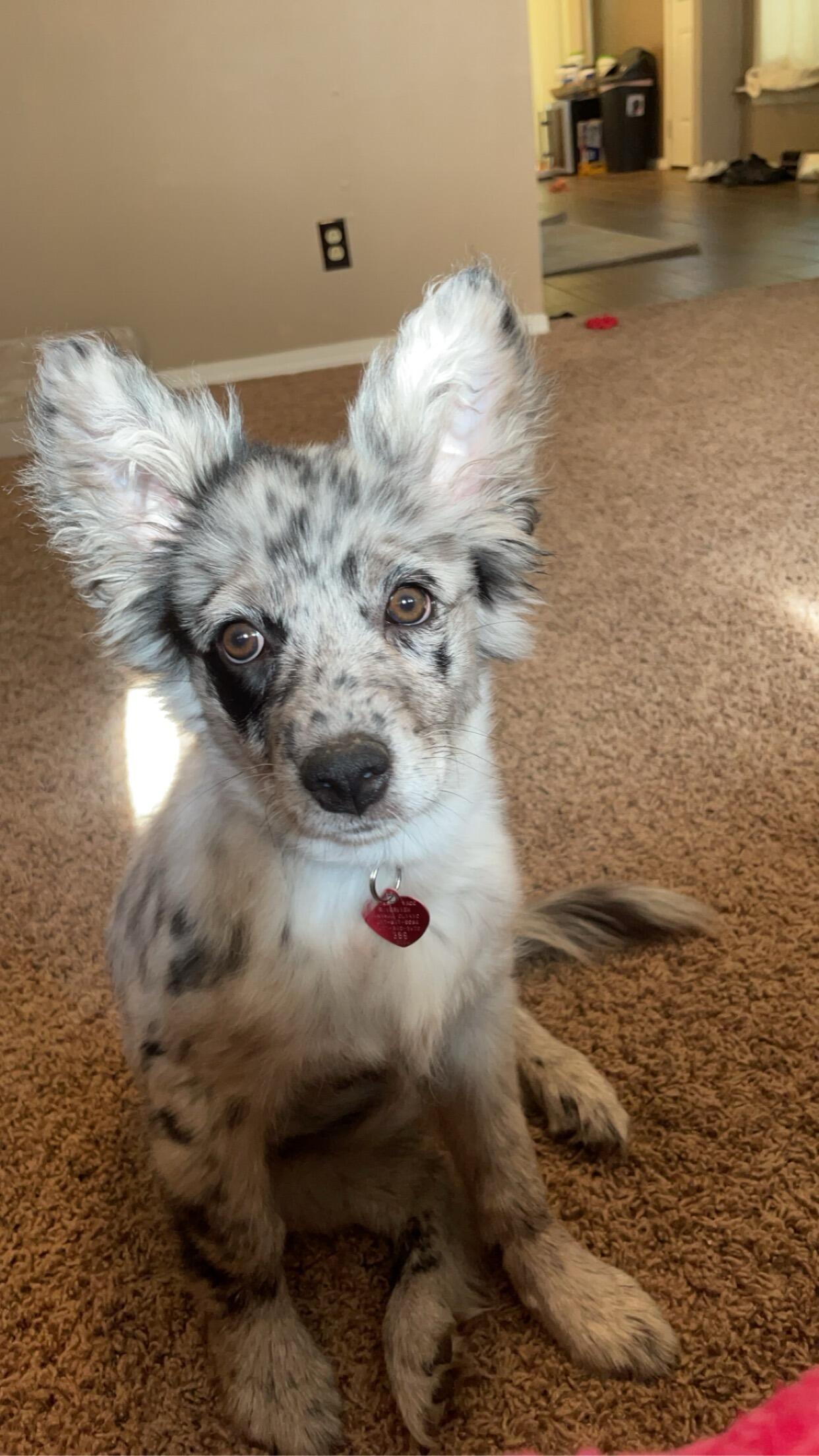 We got a puppy! 