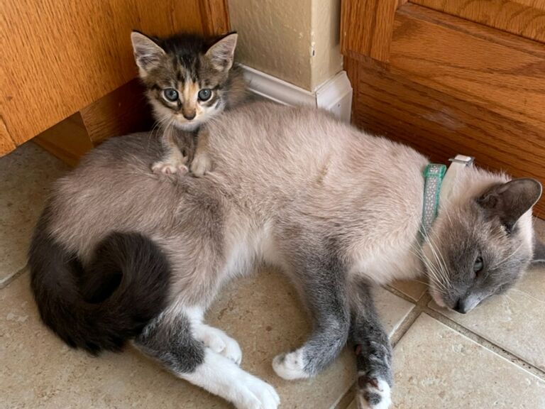 Became cat parents!