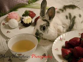 Bunnies for Birthdays - Animal For A Party - Kenmore, WA - Hero Gallery 1