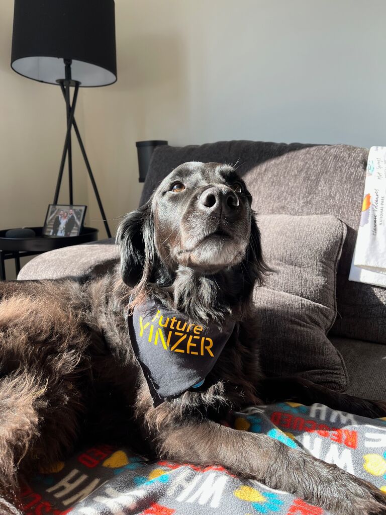 After Andrew helping and supporting Renee through her busiest semester yet including co-teaching a 500 student class and going through a recruitment process with two consulting firms, we decided Renee should accept the offer with the Pittsburgh Boston Consulting Group office for a job after graduation. Renee whipped up this bandana for Layla to spread the news, but we realized shortly after sending that if you aren't familiar with what a 'yinzer' is, it might not get the right message across. So, to clarify for all of our non-Pittsburgh family and friends, a yinzer is a Pittsburgh term for someone who lives in Pittsburgh. While we are excited for our next move, we are extremely sad to be leaving Ithaca! It forever holds so many special memories for us, and we can't wait to add our wedding to the list of them.