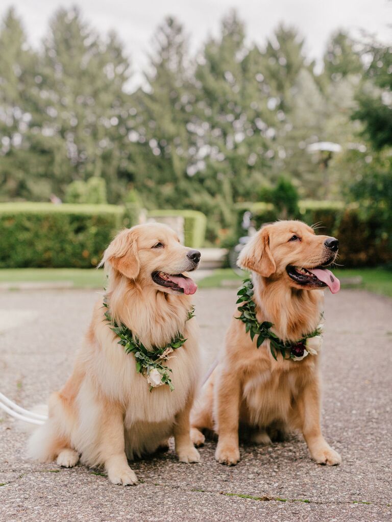 Dogs wearing green flower crown collars at wedding