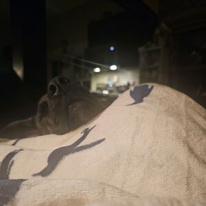Gallery Photo 5