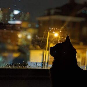 Gallery Photo 27