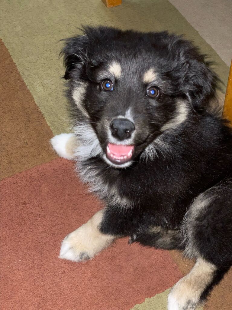 Our First Dog: Whiskey Tango Foxtrot Rees.