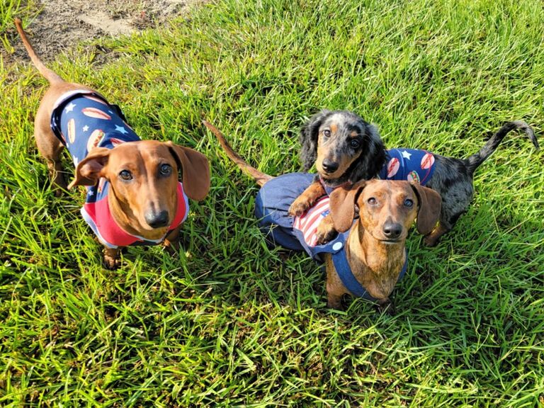 Our weenie family continues to grow! We welcome, Bullseye!