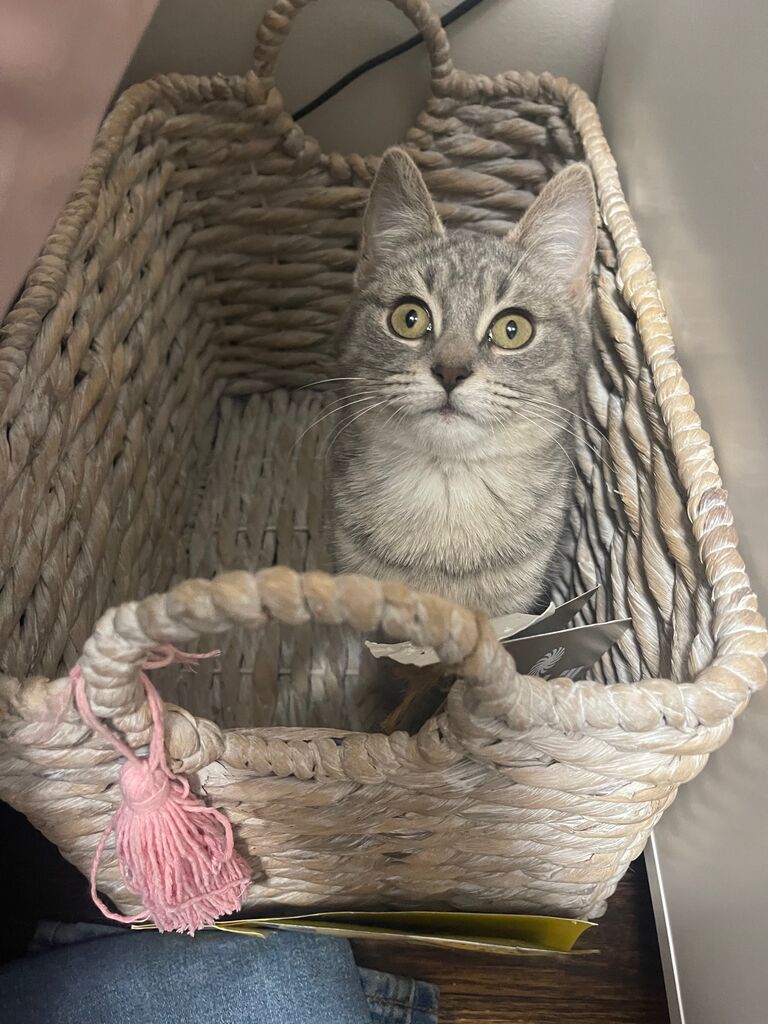 Mom and dad found this stinker outside at the shop, we tried to find her a home but fell in love with her, Winnie Mae!