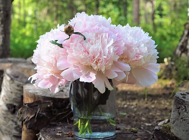 Alaska Peony Flowers | Florists - The Knot