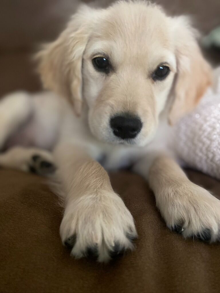 We got a puppy. Her name is June, after June Carter Cash.