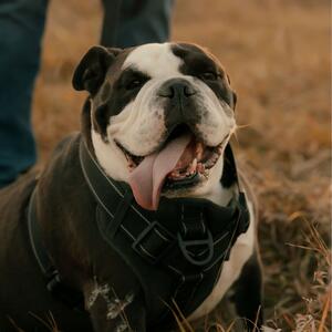 Gallery Photo 22