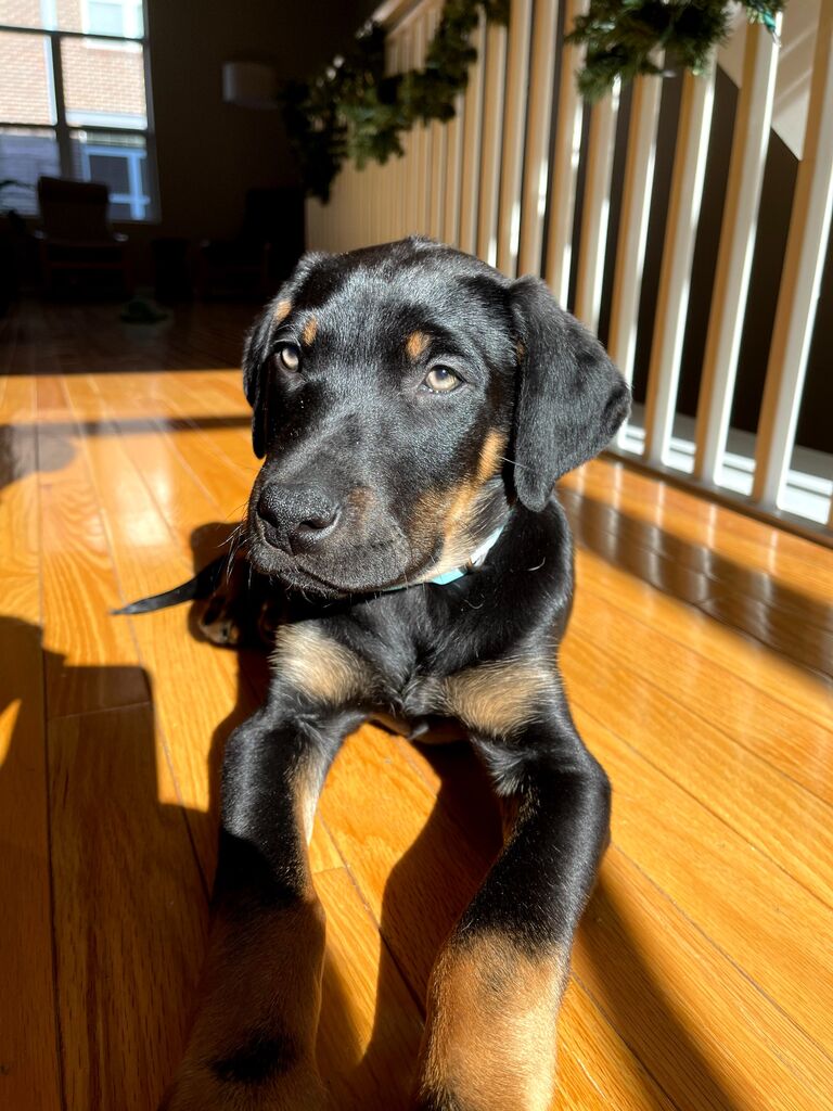 Meet Willow!