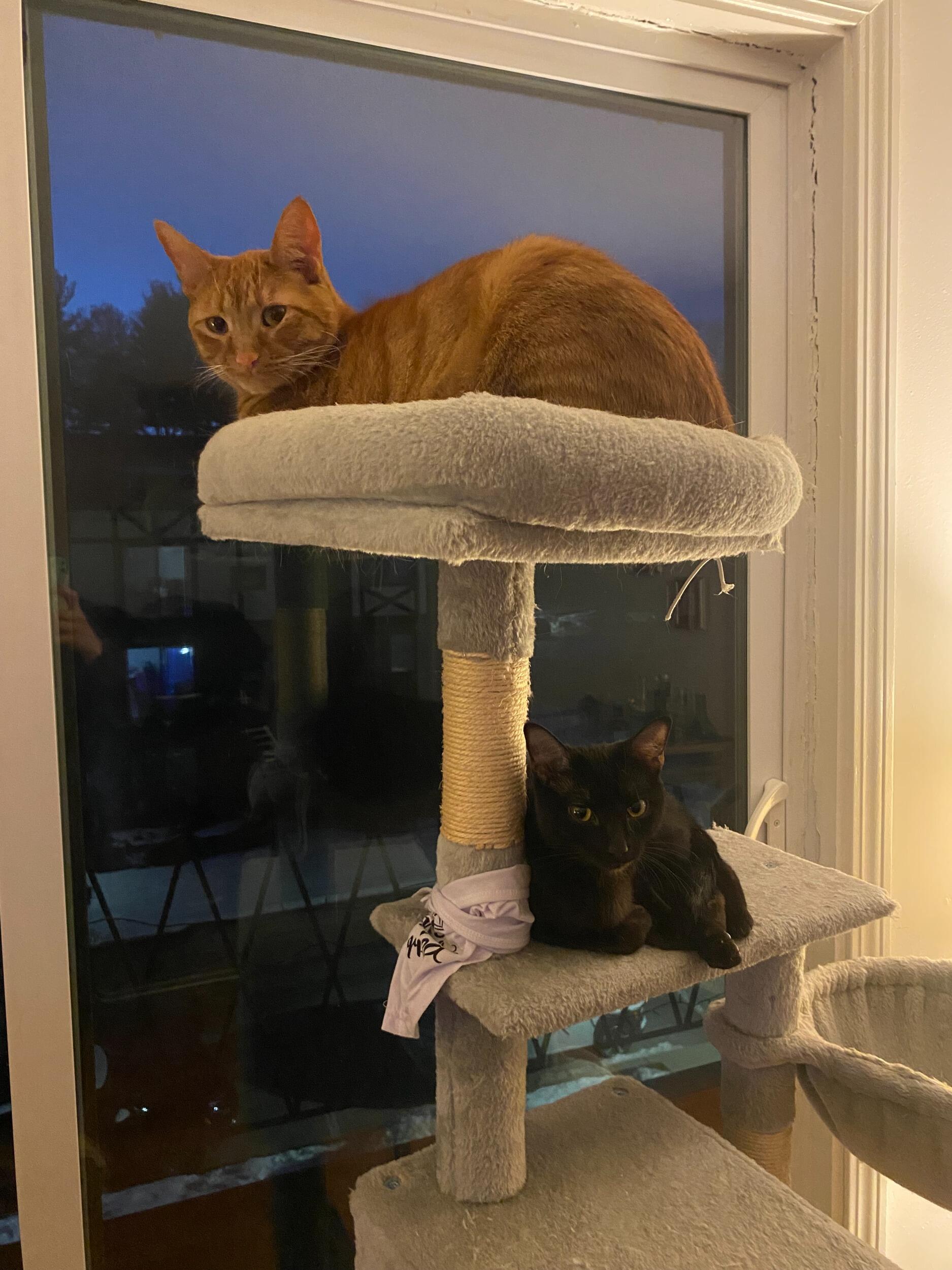 Best fur friends!