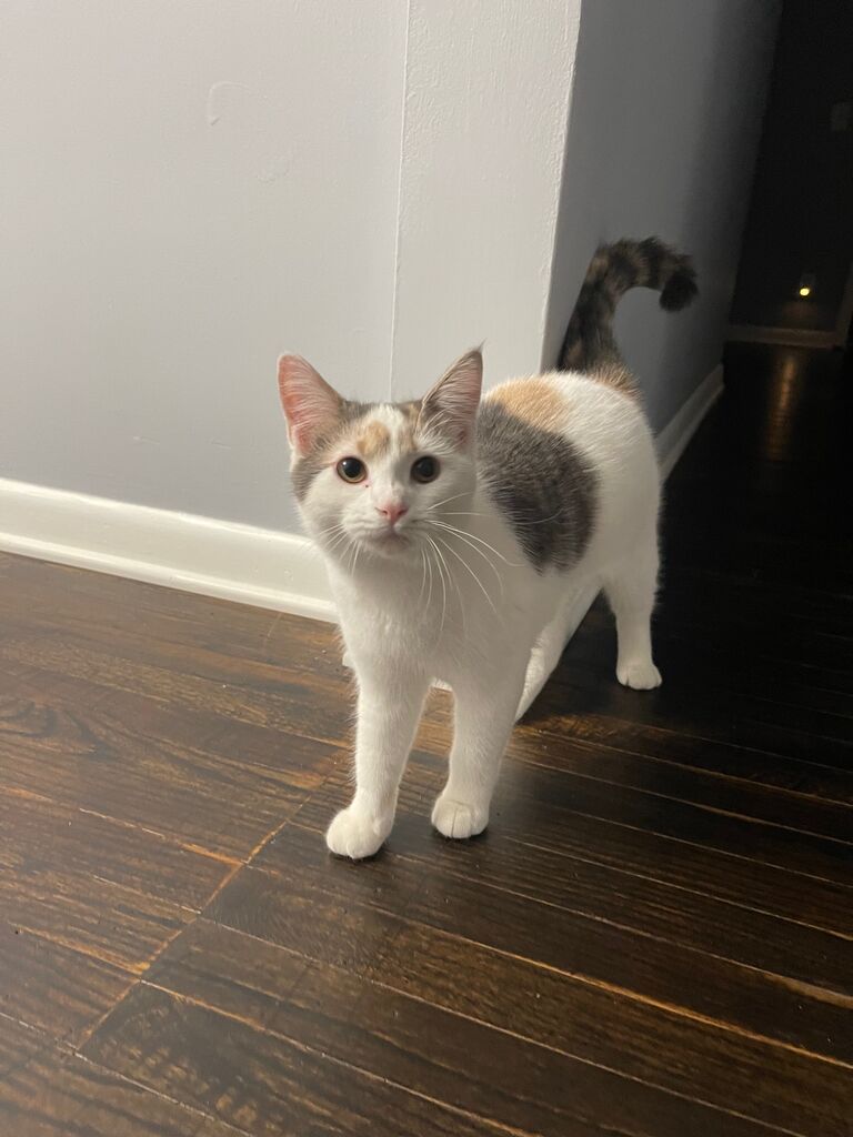 We adopted Maci Sue!