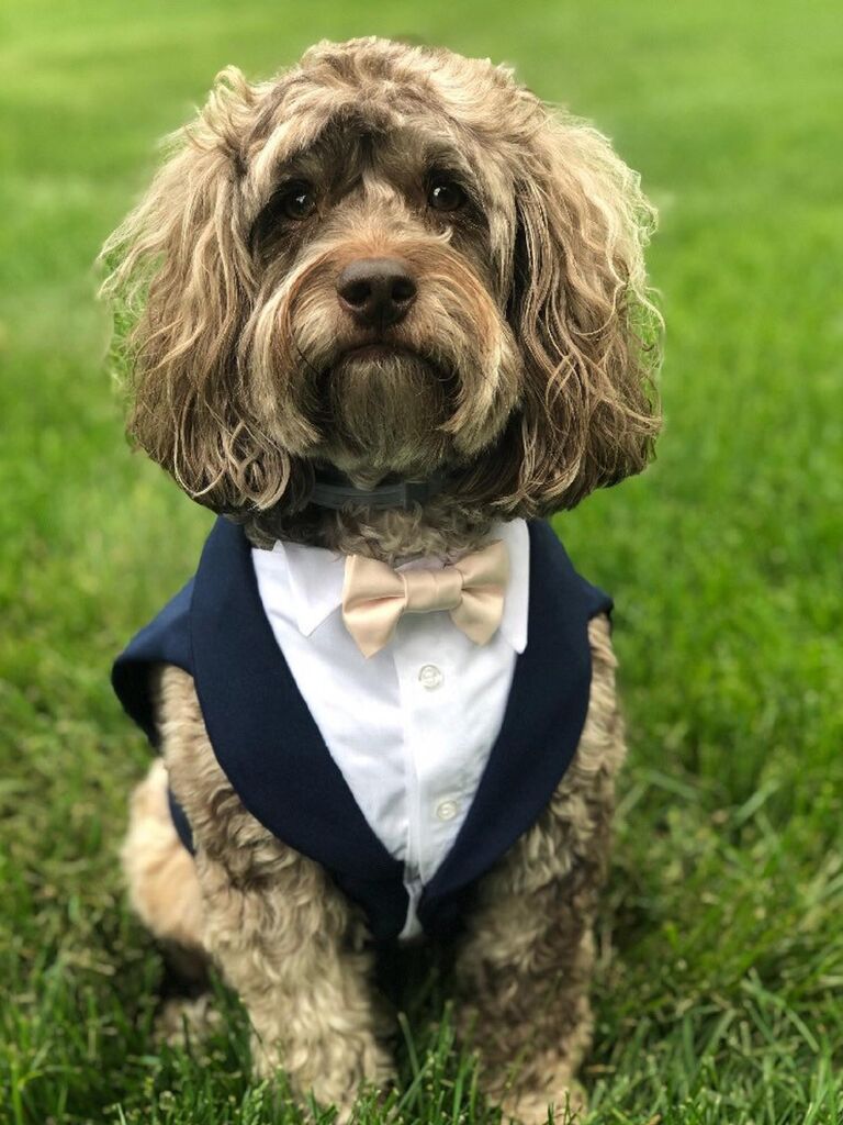 Dog Attire Dog Harness Dog Tie Dog suit Wedding Dog Harness Gray  Dog Adjustable  Harness with Tie Formal Dog Tuxedo