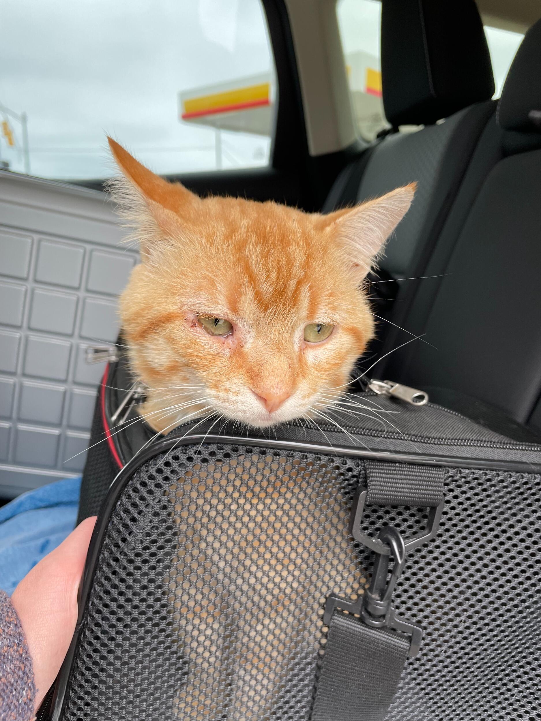 While on vacation in Michigan a little kitty stumbled into our lives...
