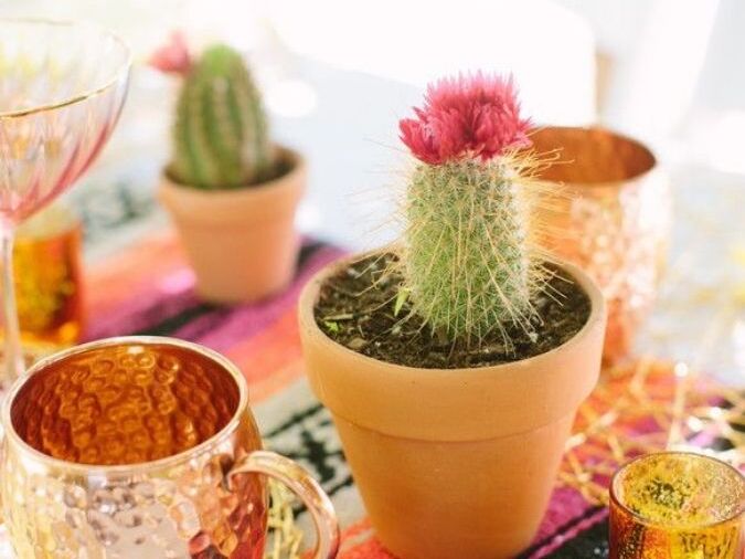 A cactus in a clay pot sitting on reception table