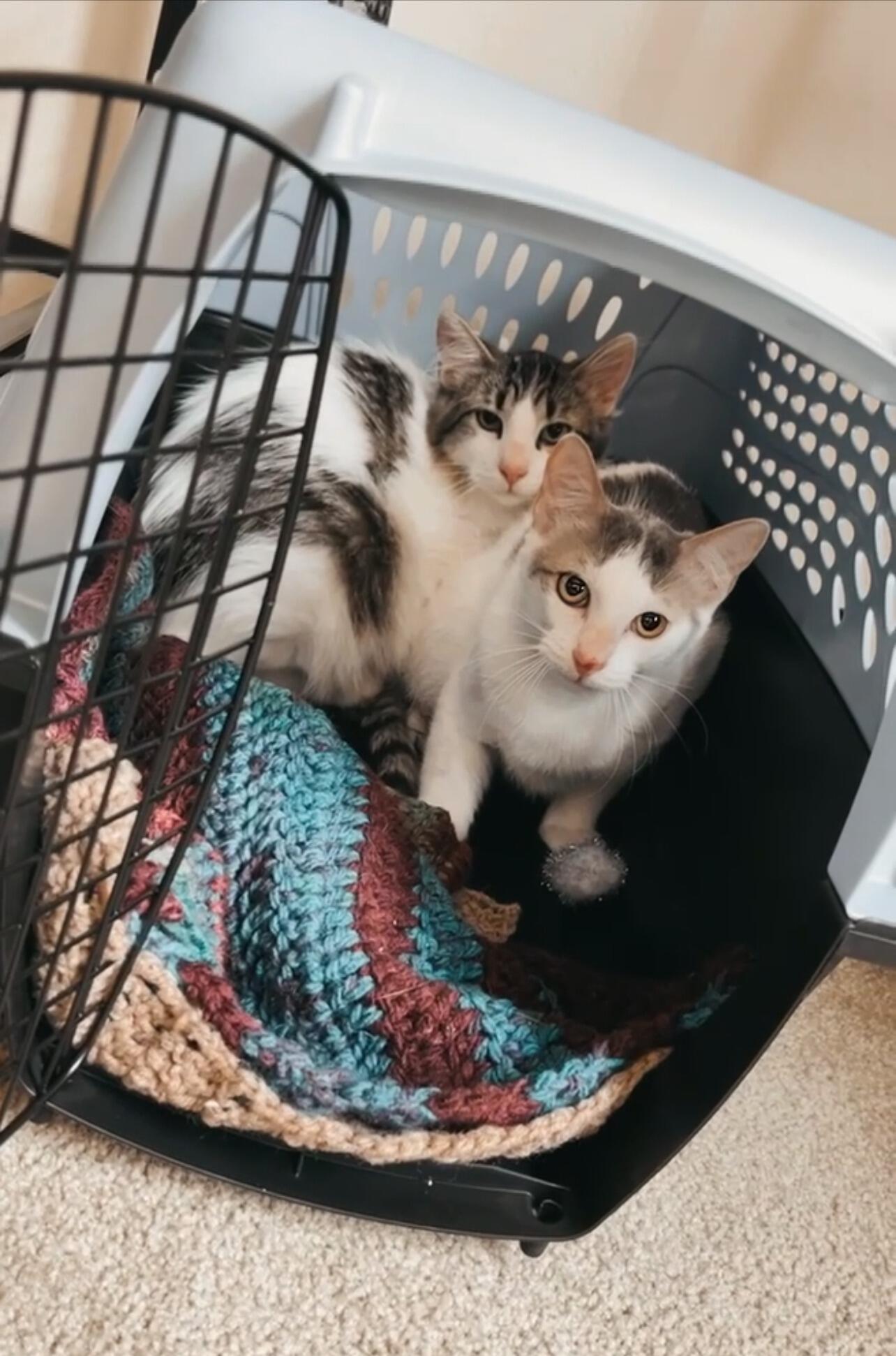 April 2nd of 2022, their family grew by two! Introducing Inigo & Wesley, two 8 month old brothers they adopted locally in Madison, WI!