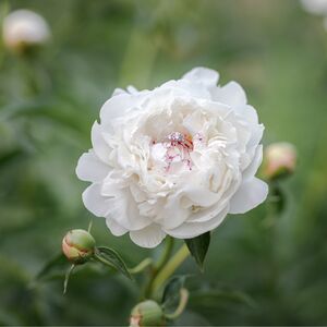Gallery Photo 19