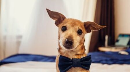 Le origini della toelettatura del cane. - Wedding Dog Sitter