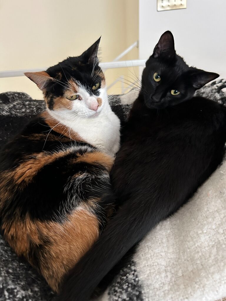 We have moved into our new house in Chattanooga, and meet a sweet kitty at the local veterinarians office. 4 month old Lemon is our newest family member!  She has a sassy personality like Lily had. It takes about 2 weeks, but Lemon and Clementine become best buds in no time.
