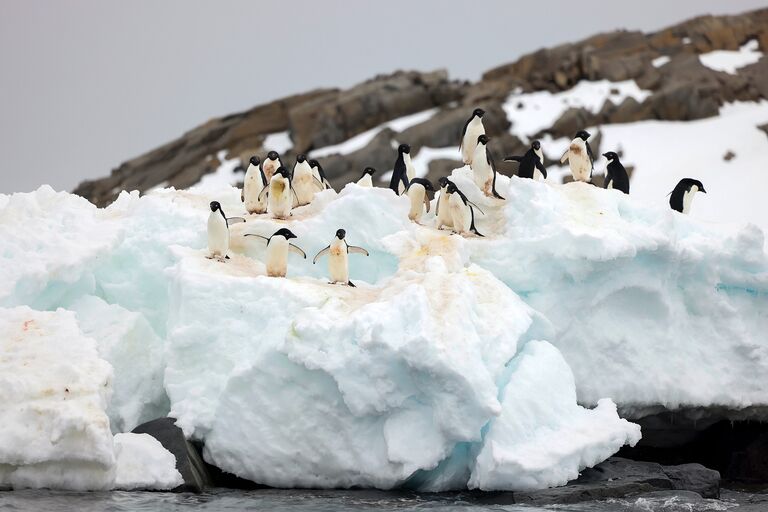 Penguin friends!!