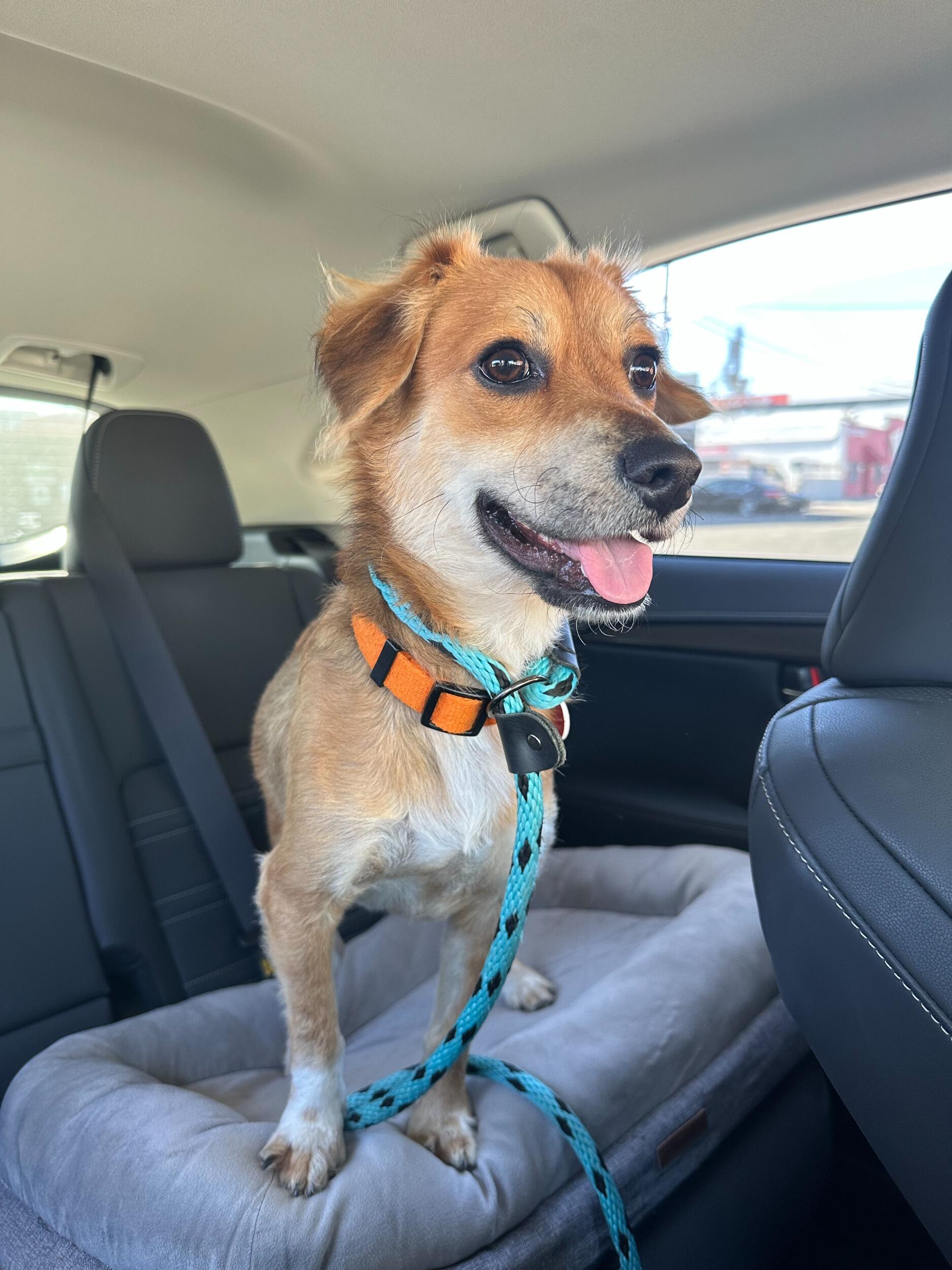 Adopted the sweetest boy, Chili!