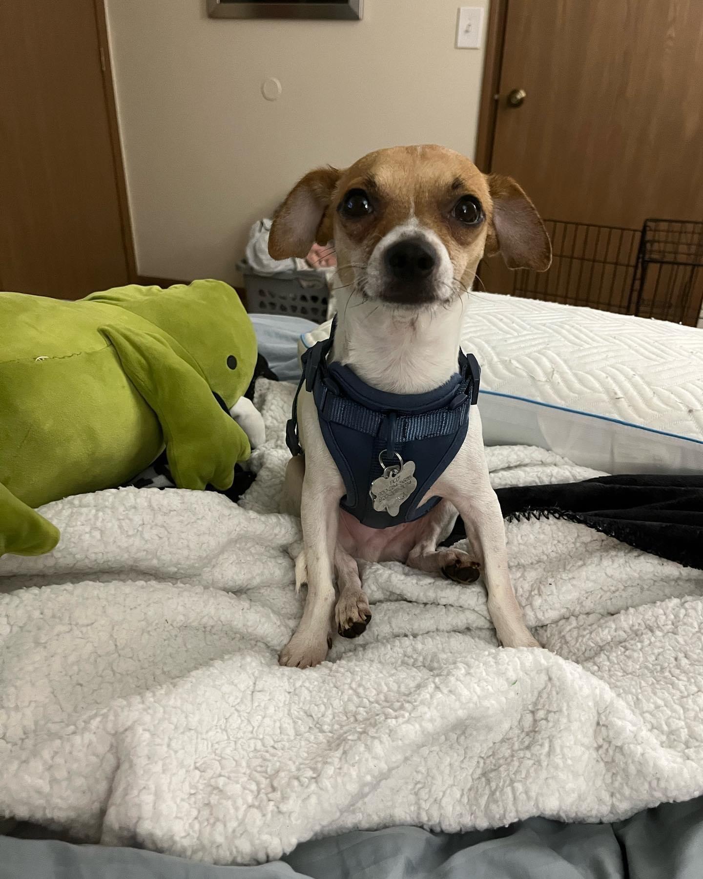 Alex and Marni rescued a chihuahua/terrier mix named Tico! 