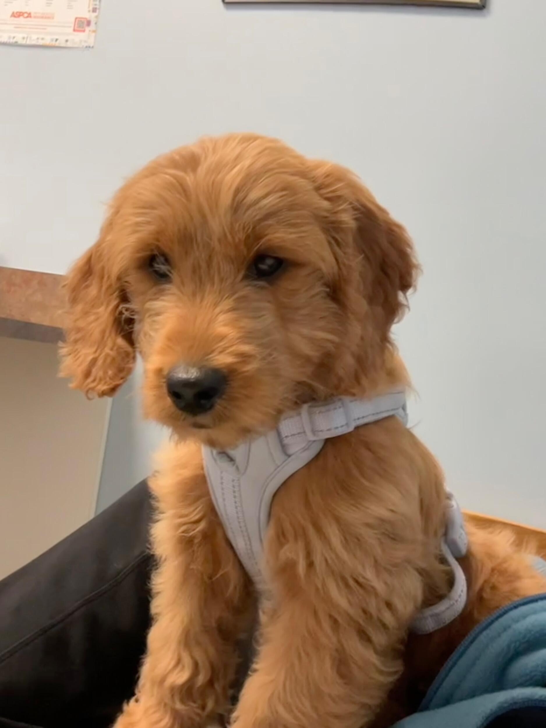 A little fur baby has entered the chat…. named Luna. Short for Lunatic ;)