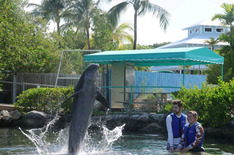 Swimming with Dolphins, Florida Keys 