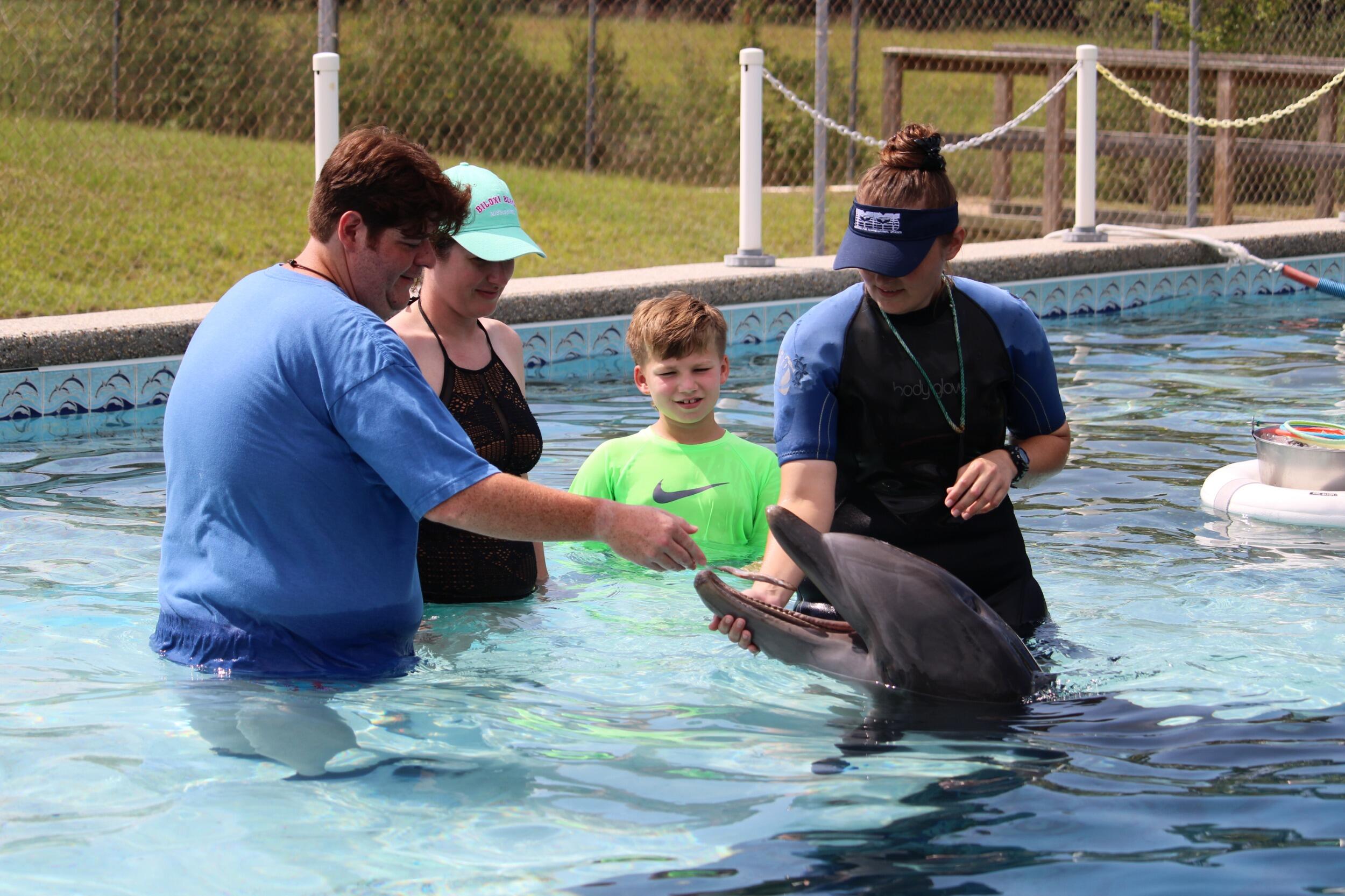 Dolphin Swim