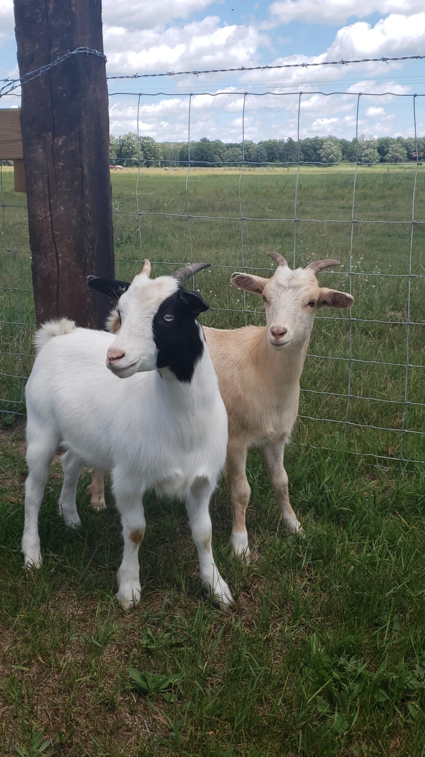 Unfortunately, Collar passed away and together they decided that they needed to get Waylon a buddy or two and that is where the twins came into play. Daisy and Dolly were the perfect fit for their farm family. 