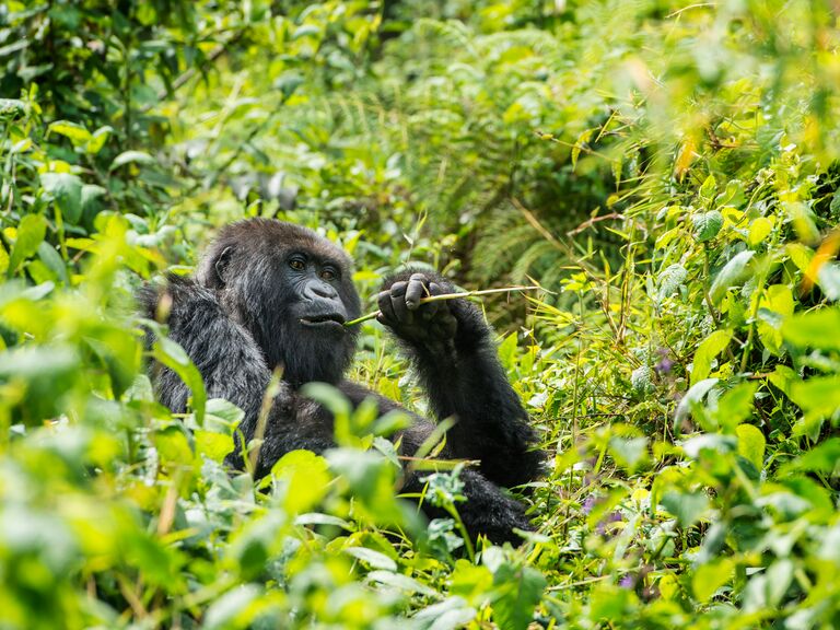 Sighting of a wild gorilla in Volcanoes National Park, Rwanda, Africa