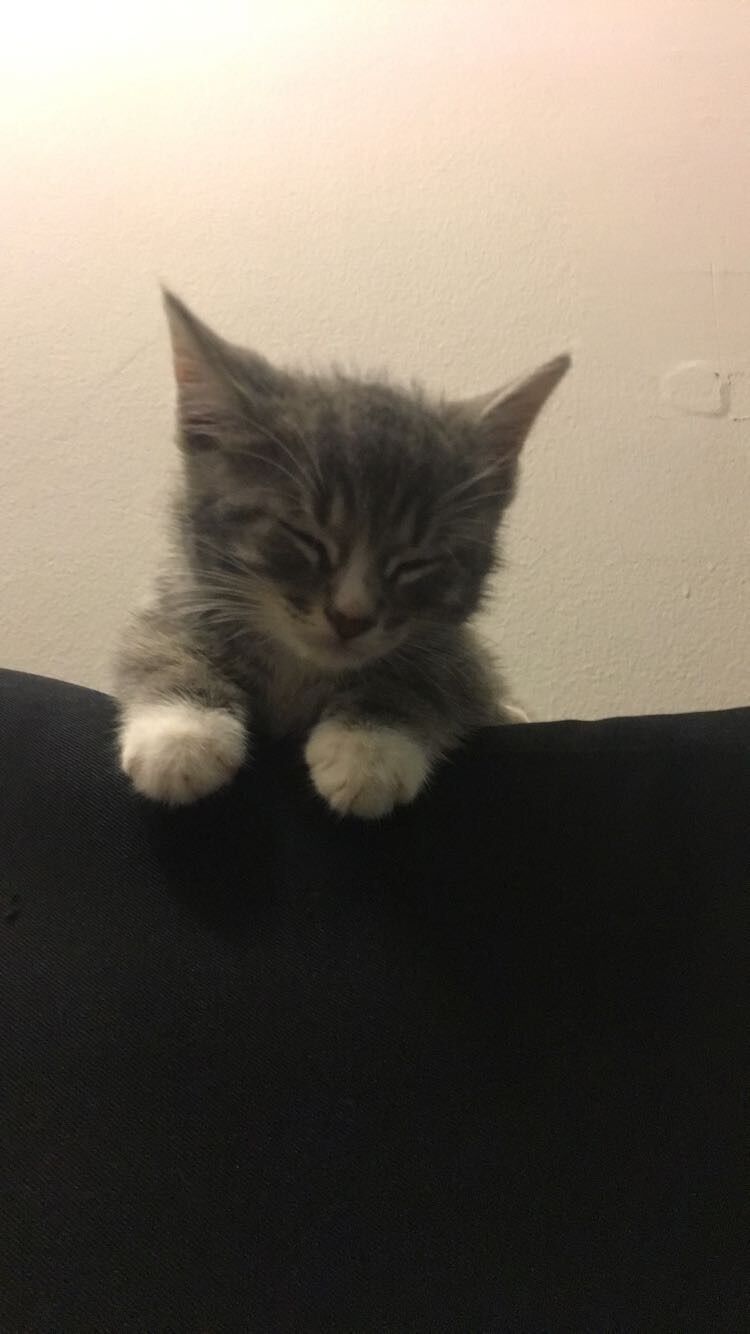 Gotcha day for our second child, Petri!