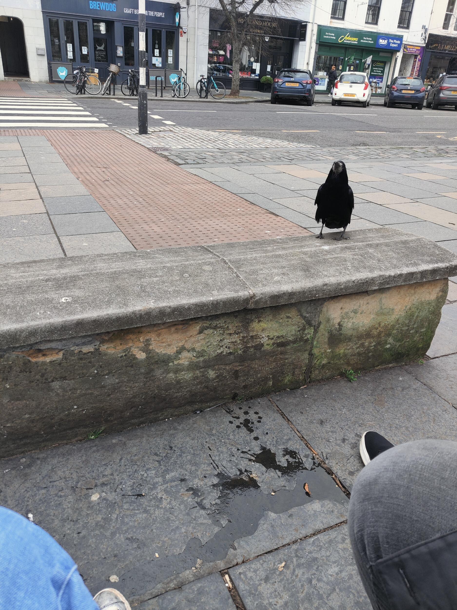 A crow watching us eat Greggs on our second date in mid-lockdown St Andrews..