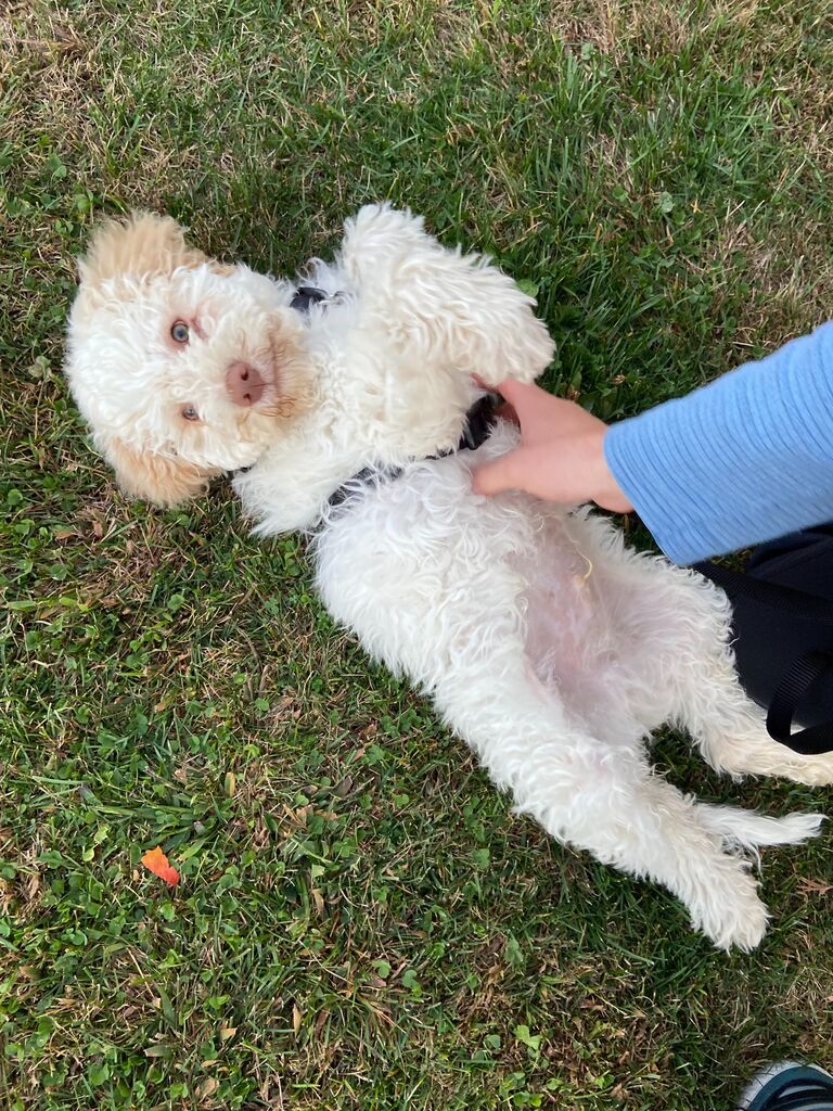We drove to Ohio to get Webster, the newest member of our little family!