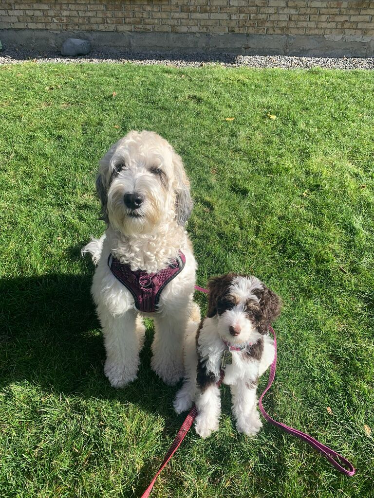 Adding a new member to our family (Dakota has still not forgiven us)