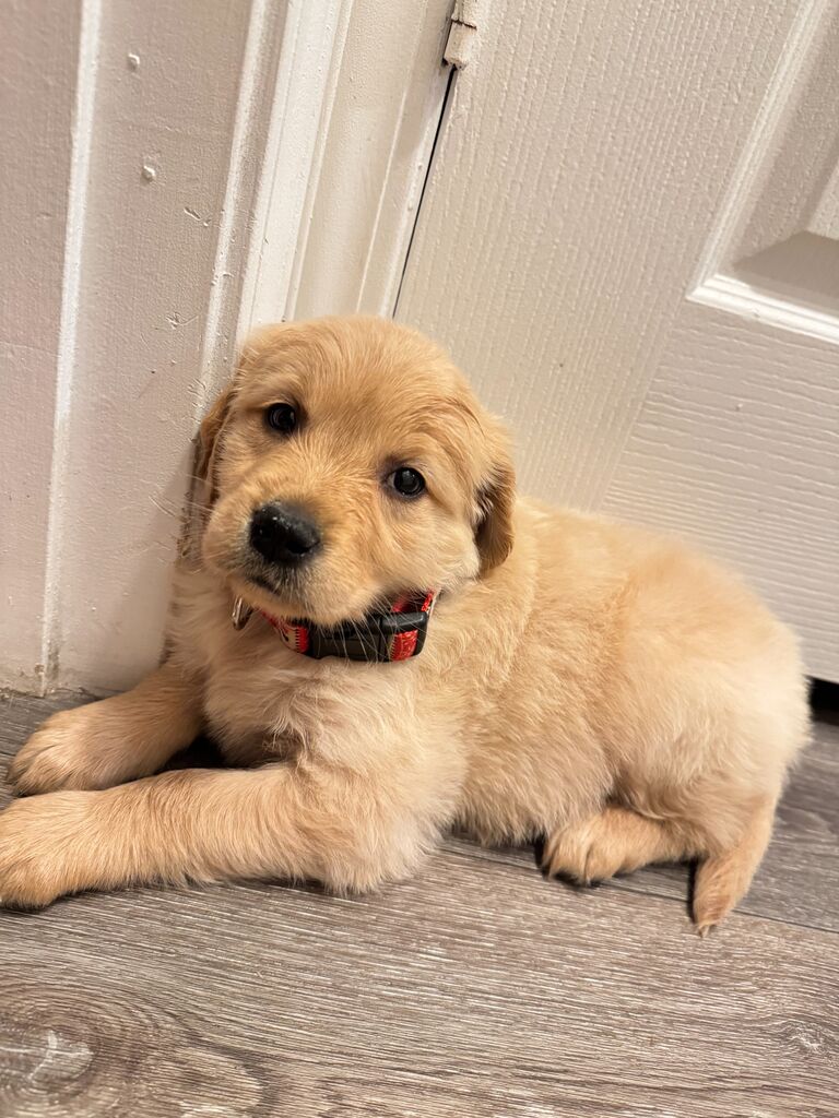 The newest addition to the family, Raeley. We decided Oakley needed a sister and best friend to spend everyday with. 
