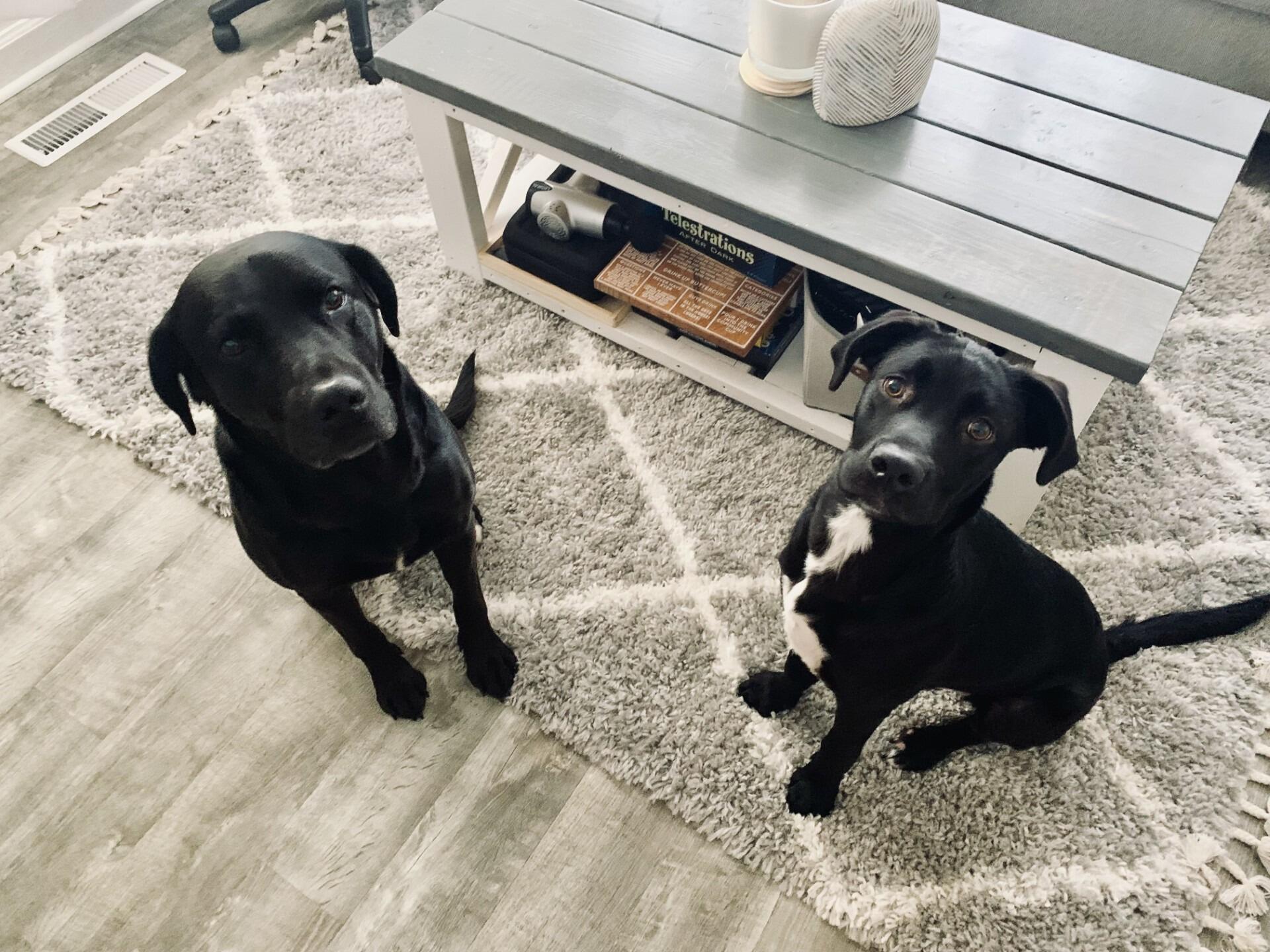 The day Luke and Gabby added Kimber to the family! 