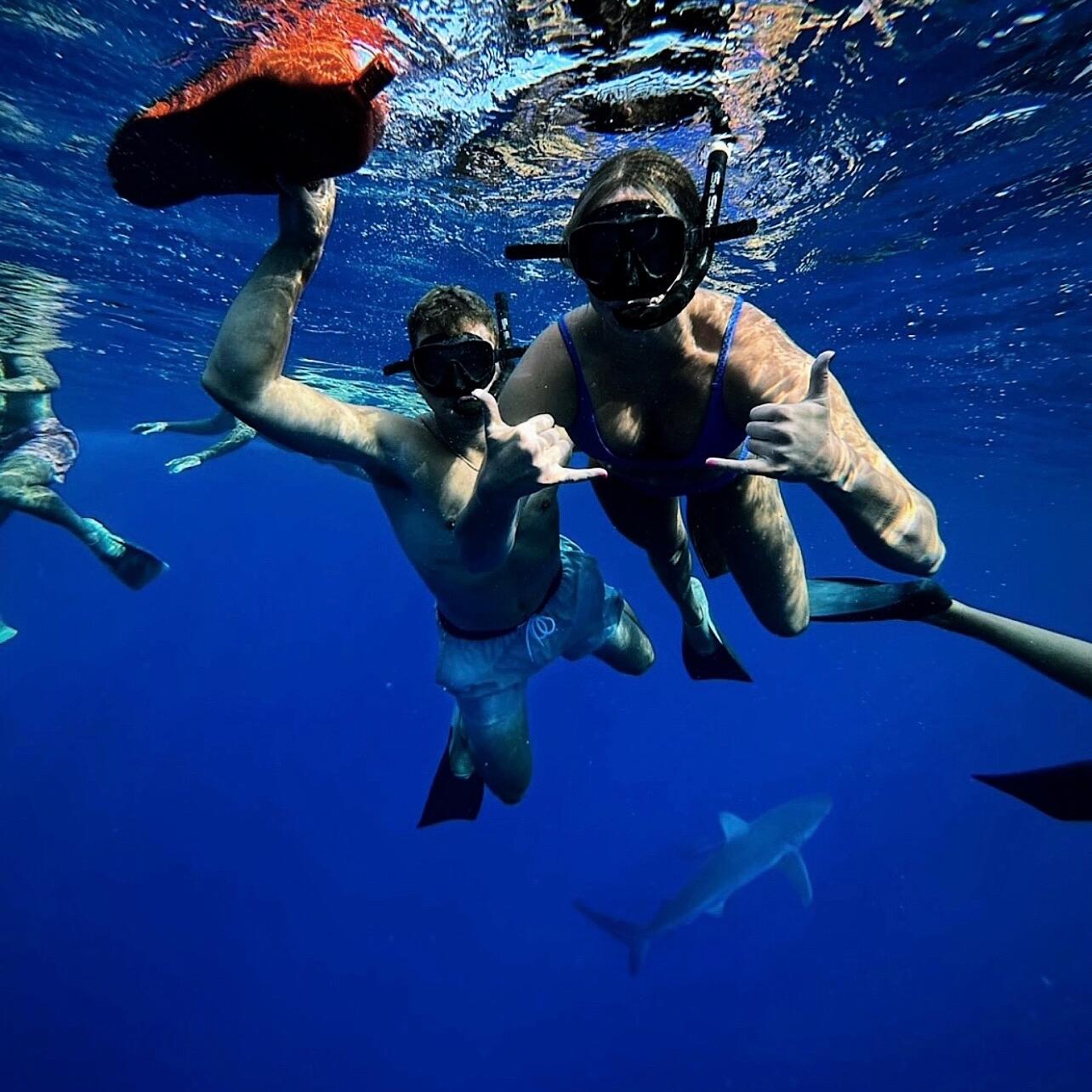 Swimming with sharks in Haleiwa, Hawaii