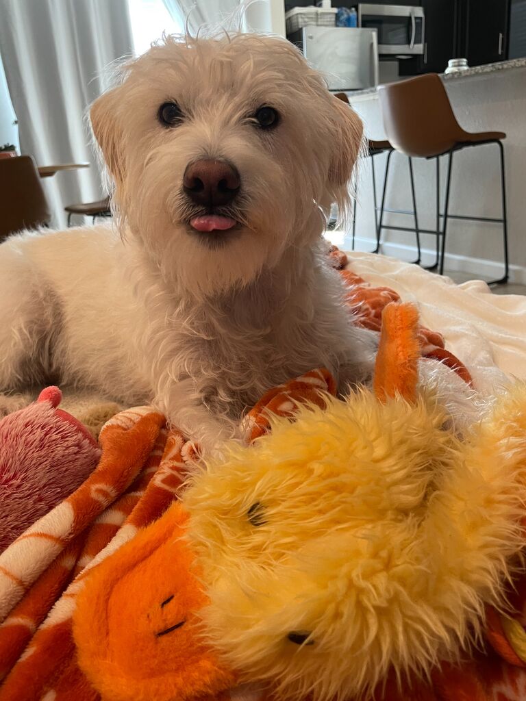First toy Josh ever bought Winston