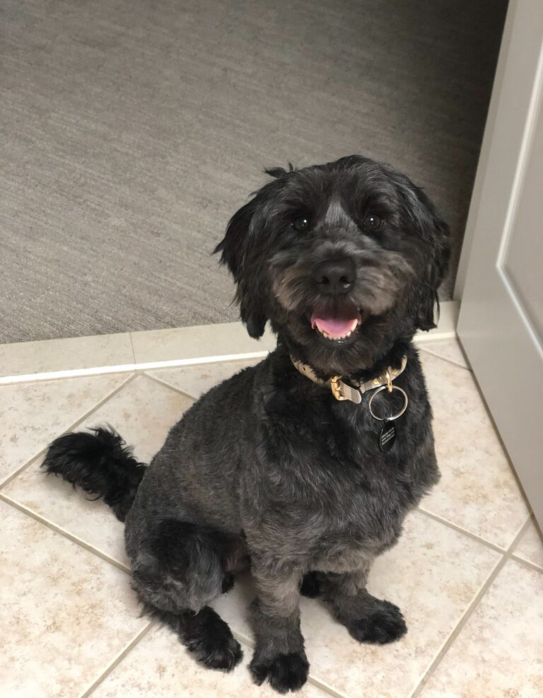 After a quick cleaning and grooming, Diesel was ready to em"bark" on his journey with Jordie and Larry. 