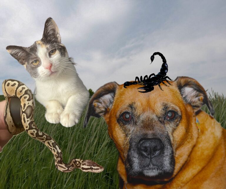 On October 24th we added the newest member to our family, a new kitty named Autumn! The rest of our family includes our boxer Izzy, our scorpion Dom, and out ball python Diamond! 