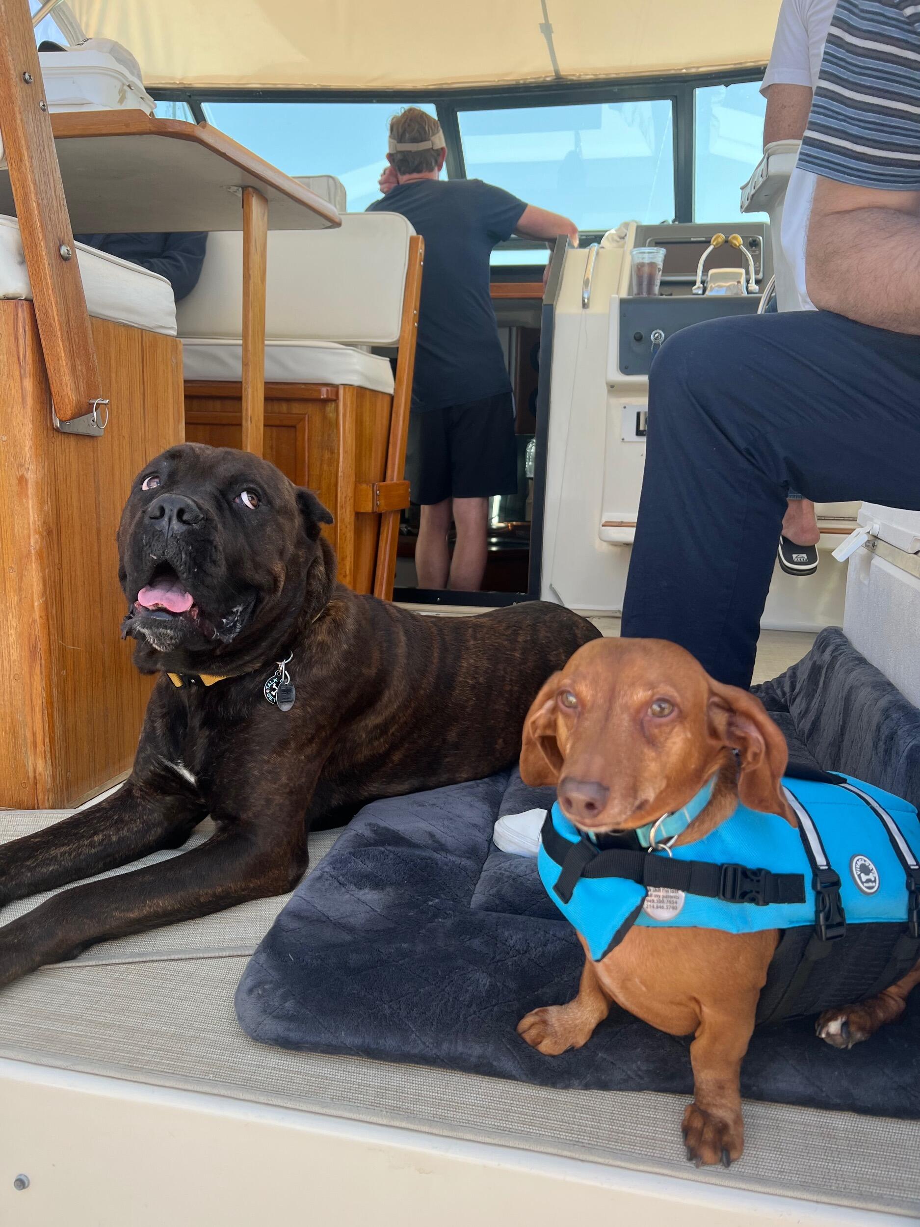 They packed up Biggie, Leo, and Scout and made one last road trip out to California to live in San Diego. The dogs clearly aren't mad about the nice weather and boat days.