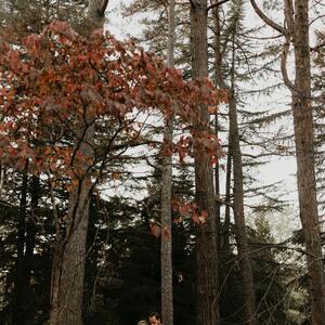 Gallery Photo 56
