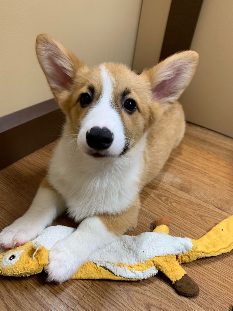 We got our puppy, Duck!