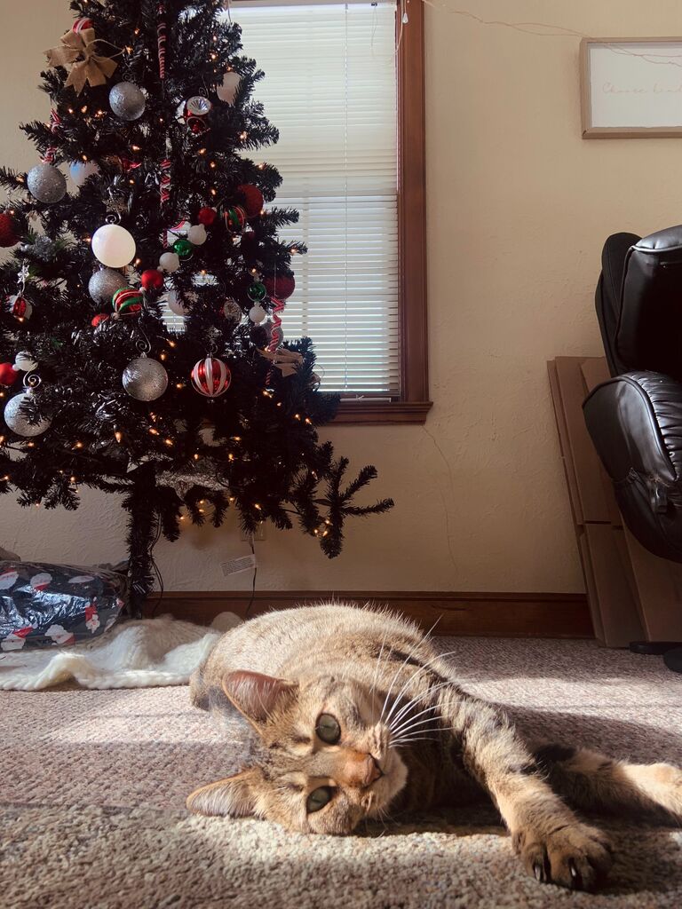 First Christmas in our own home